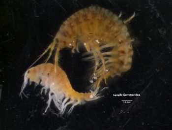 Media type: image; Invertebrate Zoology 142482